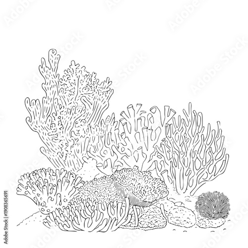 Detailed coral reef illustration with various coral species