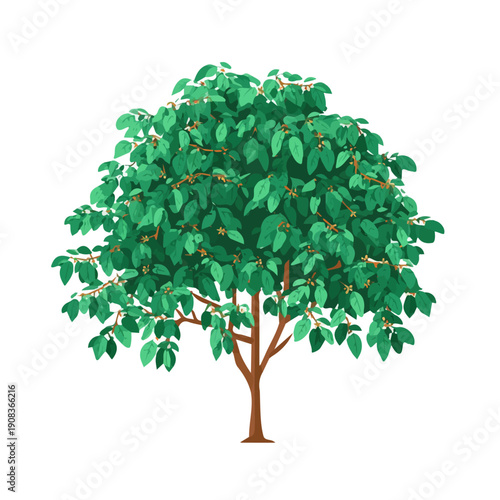 A simple and modern flat 2D vector of a Coffee Tree, isolated on a pure white background.