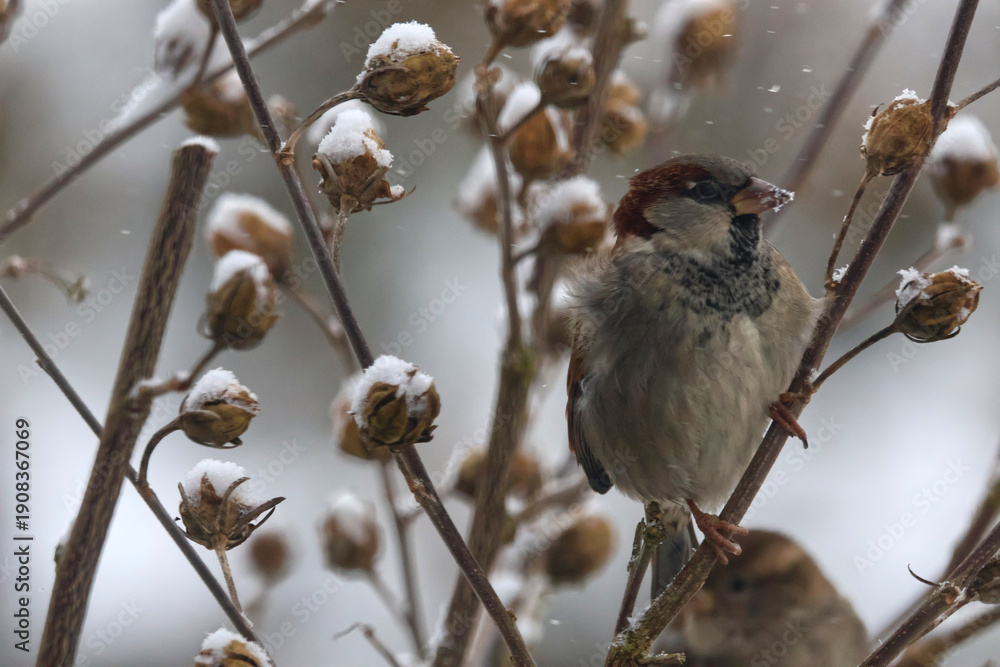 Obraz premium Male House Sparrow (Passer domesticus) Fluffed Up Against Cold Sitting on Branch with Snow Covered Seed Pods, Falling Snowflakes Winter Wildlife
