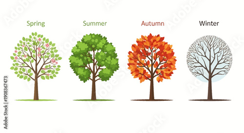 Four Seasons Tree: Spring, Summer, Autumn, Winter Cycle