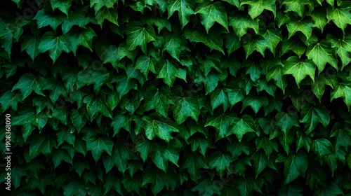 Lush Green Ivy Wall Texture Background.