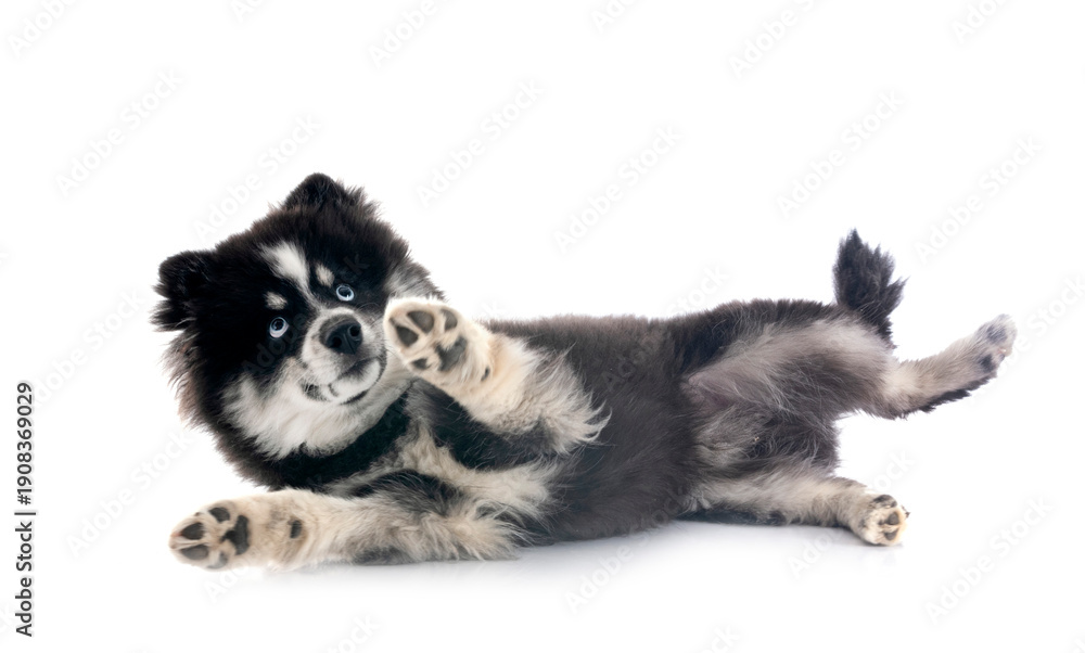 Naklejka premium Pomsky in studio