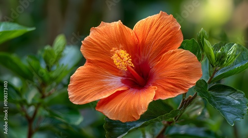 Vibrant Orange Hibiscus Flower in Full Bloom Surrounded by Green Leaves.