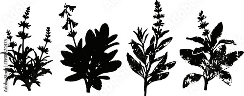 Silhouettes of various herbs and leaves in black on white background, botanical clipart collection