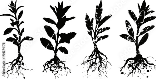 silhouettes of young plants with roots botanical growth stages and development concept