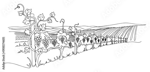 Minimalist one line drawing of a vineyard landscape with grapevines and rolling hills