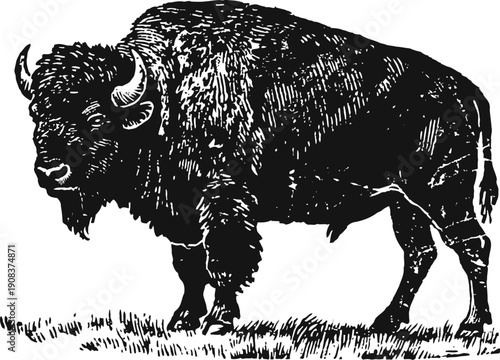 bison standing on grass wild american buffalo silhouette side view majestic large mammal in nature