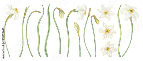 Принти на полотні White Daffodils clip art watercolor illustration on isolated background