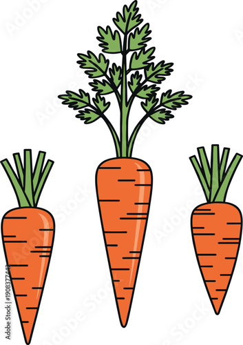 Three fresh orange carrots with green leafy tops vector illustration representing healthy organic vegetables and garden harvest.