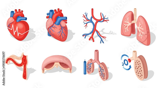 Human Heart and Lung Anatomy Illustrations.