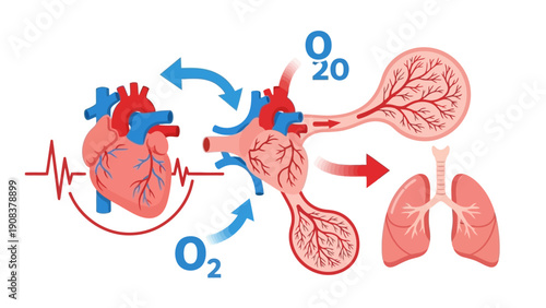 Human Heart and Lungs Anatomy Diagram.