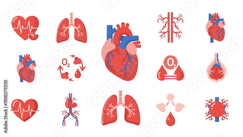 Human Heart and Lung Illustrations Set.