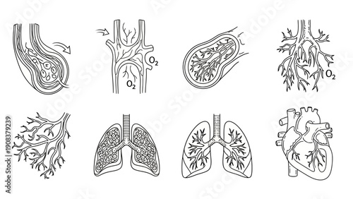 Detailed Anatomical Drawings of Human Respiratory System.