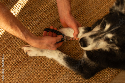Canvastavla Calm Husky mix dog lying down while owner holds its paws before nail trimming