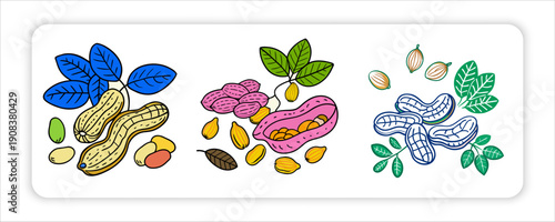 Peanuts and Groundnuts Botanical Illustration Set