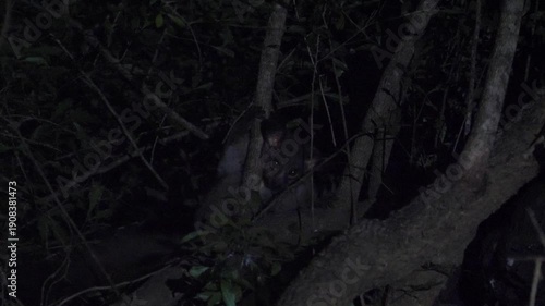 Thick-tailed bushbabies - Otolemur crassicaudatus sitting in a tree at night looking at the camera.