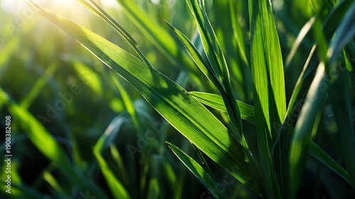 Close-up of Lush Green Grass Blades Illuminated by Golden Sunlight.