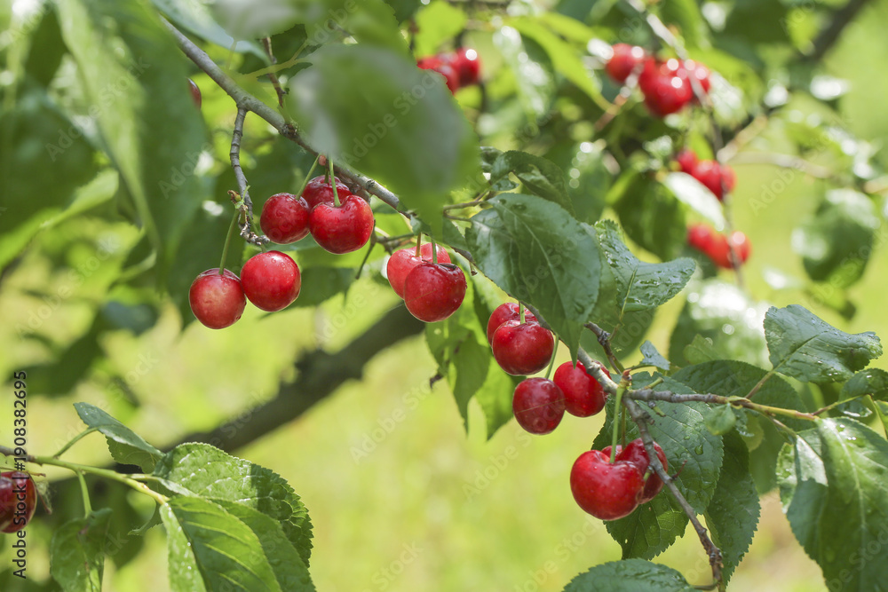 Obraz premium Fresh Red Cherries on Branch in Summer Orchard