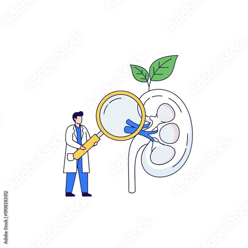 Doctor examines kidney with magnifying glass, healthy organ with green leaves, medical research concept