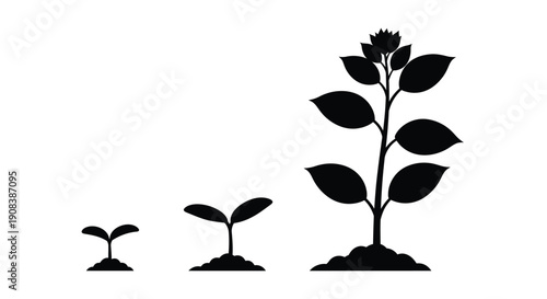 Plant growth stages depicted in a striking black silhouette