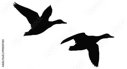 Two ducks in flight depicted as a striking black silhouette
