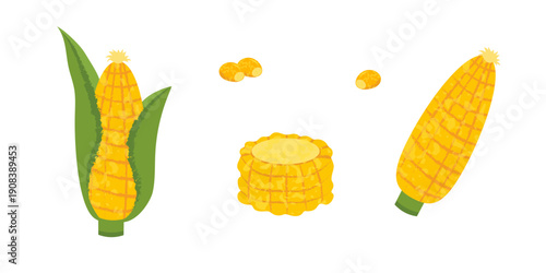 Set of corn, piece, cob, grains isolated on white background. Healthy vegetarian food. Organic natural plants, Colorful vector illustration in flat style.