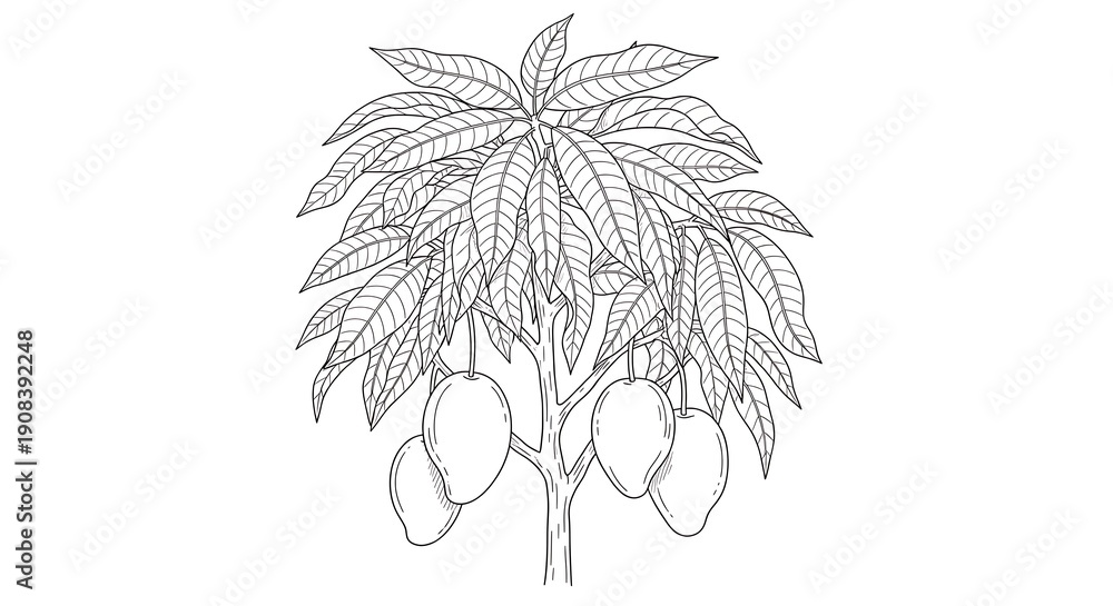 Fototapeta premium Detailed Line Drawing Mango Tree with Leaves and Fruit