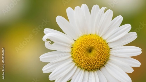 Wallpaper Mural Daisy bloom Torontodigital.ca