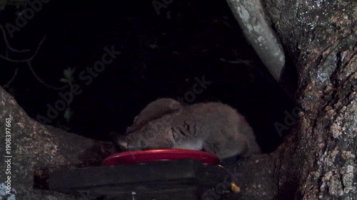 Two Thick-tailed bushbabies - Otolemur crassicaudatus- are eating a banana from a red plate high up in a tree.