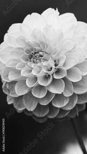 white flower on black background