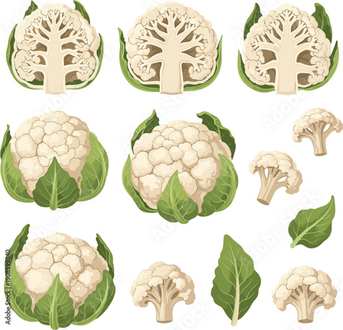 Fresh cauliflower collection set with whole heads cross sections and florets with green leaves vector illustration isolated on white background for healthy diet.