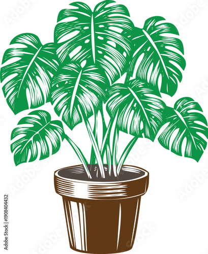 An engraving art style illustration hand drawn monstera deliciosa houseplant in a pot, detailed engraving style illustration of tropical foliage