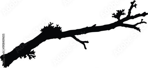 Close-up of tree branch with lichen and moss