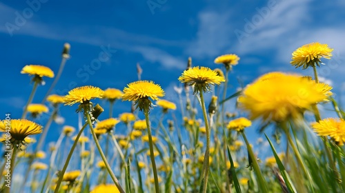 Vibrant Yellow Dandelions Blooming Under a Bright Blue Sky with Wispy Clouds.