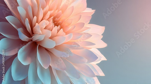 Close-up of a delicate pink dahlia flower with soft lighting.