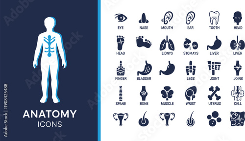 Professional human anatomy icon set featuring internal organs skeletal structures sensory systems and biological physiological health vector graphic elements