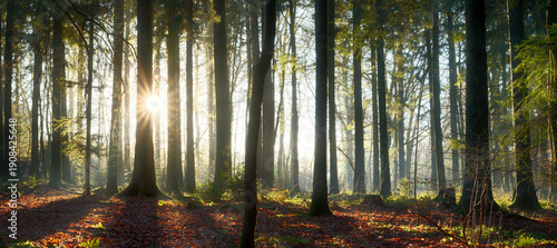 Foto Sun burst and tree trunk silhouettes in the scenic woodlands