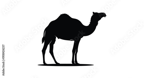 A striking black silhouette of a dromedary camel stands against a plain white background showcasing its form silhouette