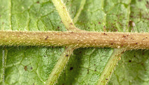 Botanical Close-Up of Plant Stem Showing Vascular Structure and Natural Texture