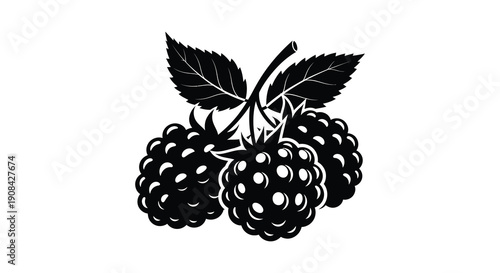 A striking black and white illustration depicts a cluster of ripe blackberries with detailed leaf foliage high quality