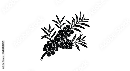 A striking black and white illustration depicts a sprig of juniper berries with needle like leaves high quality professional