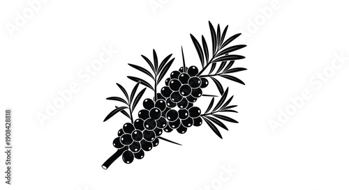 A stark black and white illustration depicts a sprig of juniper berries with needle like leaves high quality professional detailed modern