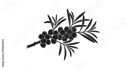 A striking black and white illustration depicts a juniper branch with dark berries and needle like leaves high quality