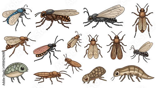 Collection of various insects on, illustration