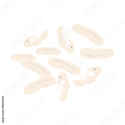 Red Ant Eggs and Pupae