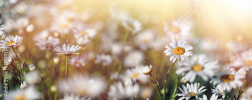 Daisy flowers, flowering daisy flower in meadow, beautiful daisy lit by sun rays (sunlight), selective and soft focus on daisy flowers
