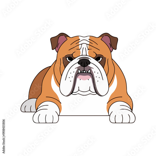 Bulldog illustration portrait cute grumpy dog breed mascot vector