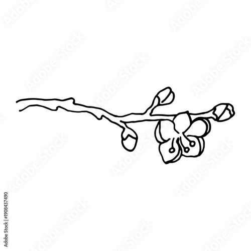 A branch of cherry blossoms, simple black and white doodle vector hand drawn isolated.