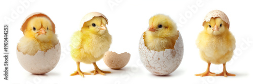 Set of four funny yellow newly hatched small baby chicks with cracked eggshells isolated on white background, spring and Easter celebration