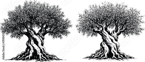 Two majestic trees standing side by side in a serene forest landscape. Vector